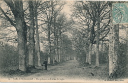 Forêt De CHATEAUNEUF - Vue Prise Dans L'Allée Du Jaglu - Châteauneuf