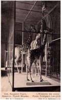 Giraffes. 1914. Russia.Petrograd-Musee Zoologique.Dressler Edition - Giraffe