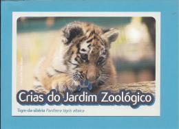Tigre-da-sibéria ( Panthera Tigris Altaica ) Tiger - Crias Do Jardim Zoológico - Lisbon ZOO Lisboa - Portugal - Tigri