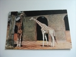 GIRAFFA GIRAFFES AT THE ZOO U.K.  FRANCOBOLLO TEMA EUROPA STORIA POSTALE 1962 - Giraffe