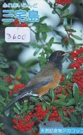 Telecarte Japon OISEAU (3600)    BIRD * JAPAN Phonecard * Vogel TELEFONKARTE - Songbirds & Tree Dwellers