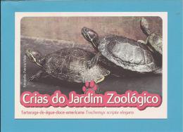 Tartaruga-de-água-doce-a Mericana ( Trachemys Scripta Elegans) - Crias Do Jardim Zoológico - Lisbon ZOO Lisboa - Portuga - Tortugas