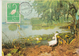 3353- BIRDS, EGRET, CARTES MAXIMUM, 1978, ROMANIA - Pelikane