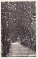 AK Schlangenbad Im Taunus - Dunkle Allee - 1937  (9427) - Schlangenbad