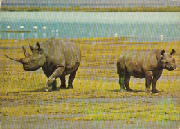 3694- RHINOCEROS, POSTCARD - Rhinozeros