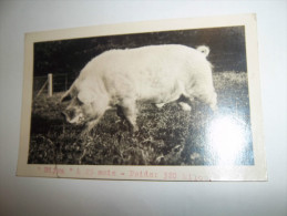 2vps - CPSM - Domaine De La Salle à BAZAS - élevage De Porcs Large-White-yorkshire De Race Pure- " Bijou- [33] - Gironde - Bazas