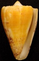 Coquillage - Cône - Conidae - Conus Regius (Gmelin, 1791) - Martinique - Coquillages