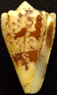 Coquillage - Cône - Conidae - Conus Regius (Gmelin, 1791) - Martinique - Coquillages