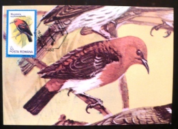 ROUMANIE Oiseaux (myzomela Erythrocephala) Carte Maximum. FDC, Emis En 1992 (50) - Autres & Non Classés