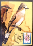 ROUMANIE Oiseaux (ptilogonys Caudatus) Carte Maximum. FDC, Emis En 1992 (52) - Andere & Zonder Classificatie