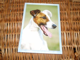 Hund Dog Chien Jack Russel Terrier,foxterrier  Postkarte Postcard - Dogs
