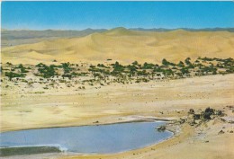 AFRIQUE DU NORD,ALGERIE,LAGHOUAT,el Aghouat,oasis,oued,desert ,dune - Laghouat