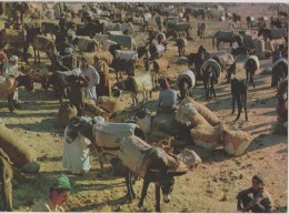 AFRIQUE,AFRIKA,AFRIQUE,MA ROC,MOROCCO,MARRUECOS,MAR RAKECH,le Marché  àà L´ancienne,souk,éleveur,p Aysan,bétail - Marrakesh