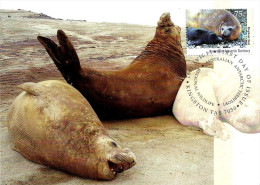 AUSTRALIA MAXICARD ANTARCTIC TERRITORY ELEPHANT SEAL ANIMAL $0.75 STAMP DATED 14-05-1992 CTO SG?READ DESCRIPTION!! - Covers & Documents