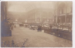 PARIS - CONCOURS AGRICOLE 1910  (1/2 ) Carte-photo - Expositions