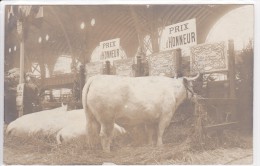 PARIS - CONCOURS AGRICOLE 1910  (2/2 ) Carte-photo - Ausstellungen