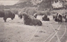 The Government Herd At Banff Great Fall Montana - Great Falls