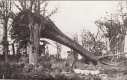 CP Photo 14-18 HOLLEBEKE (Ypres, Ieper) - Soldats Allemands Dans Une Tranchée, Un Arbre éclaté (A84, Ww1, Wk1) - Ieper