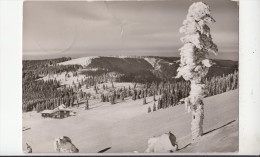 BF33113 Feldberg Schwarzwald Gasthof Und Pesion Germany Front/back Image - Feldberg