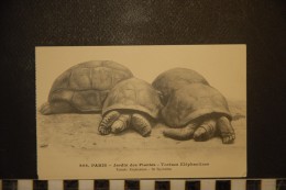 CP, Animaux Et Faune, 75, Paris Jardin Des Plantes Tortues Elephantines Ile Seychelles  N°296  Edition L Moreau - Schildpadden