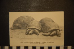 CP, Animaux Et Faune, 75, Paris Jardin Des Plantes Tortues Elephantines Ile Seychelles  N°296  Edition L Moreau - Tortues