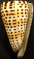 Coquillage - Cône - Conidae - Conus Litteratus  Linné, 1758 - Mayotte - Coquillages