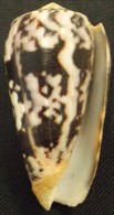 Coquillage - Cône - Conidae - Conus Striatus  Linné, 1758 - Mayotte - Coquillages