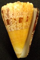 Coquillage - Cône - Conidae - Conus Regius (Gmelin, 1791) - Martinique - Coquillages