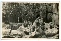 Rhenen, Ouwehand`s Dierenpark Op De Grebbeberg, Gedeelte Leauwenterras, Löwenm 4.5.1943 - Rhenen