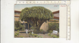 PO8095C# SPAGNA - ISOLE CANARIE - LAGUNA - DRAGO ALBERO MILLENARIO - Acquerellata  No VG - Autres & Non Classés