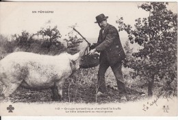 EN PERIGORD (Dordogne) Chasseur De Truffe (Champignon)  PORC Cochon Attendant Récompense-METIER-ANIMAUX - - Other & Unclassified