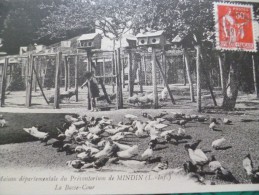 CPA Mindin. Maison Départementale Du Préventorium. La Basse Cour. Poules, Pigeons,... - Otros & Sin Clasificación