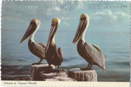 Pelicans In Tropical Florida / CFI.10/ Florida States Series /1975    CPDIV195 - Altri & Non Classificati