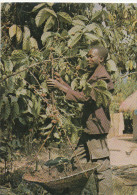 Republique De Guinee - Cueillette De Café ,PICK OF COFFEE, Ethnic.old Postcard - Guinée