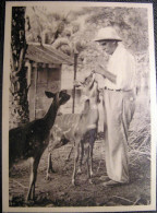 CPM Albert SCHWEITZER Lambaréné (Gabon) - Le Docteur Nourissant Ses Antilopes (Nobel Paix) 138 - Prix Nobel