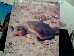 TARTARUGA  GRECIA   N1995 EN9822 - Tortues