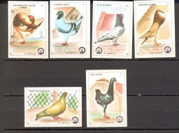 Matchbox Labels - PIGEONS - 6 Different Labels, Factory Of Matches ´Dolac´ - Boites D'allumettes - Etiquettes