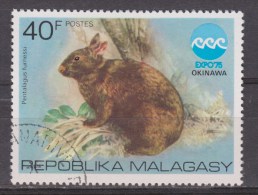 Malagasy Used; Konijn, Rabbit, Lapin, Conejo - Rabbits