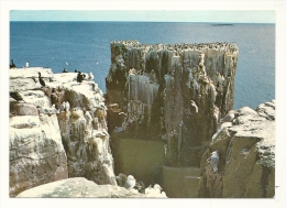 Cp, Angleterre, Farne Islands, Seabirds Nesting, écrite 1983 - Andere & Zonder Classificatie