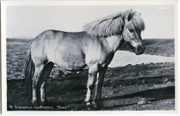 CARTE PHOTO ISLANDE - ISLENSKUR REIDHESTUR, "FUNI" - CHEVAL - Iceland