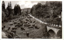 Altenau - S/w Kuhherde In Altenau Im Oberharz - Altenau