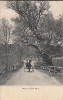 Middlesex Fells, Mass. - Horse And Buggy - Other