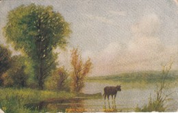 Portland River - Oregon - Cow In River - Portland