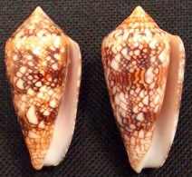 Coquillage - Cône - Conidae - Conus Canonicus  Hwass In Bruguière, 1792 - Mayotte - Coquillages