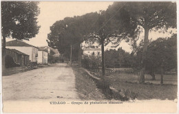 Vidago - Grupo De Pinheiros Mansos. Vila Real. - Vila Real