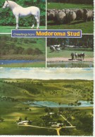 NEW BERRIMA Australia New South Wales MADOROMA STUD Near Wollongong 2 Cards 1979 - Wollongong