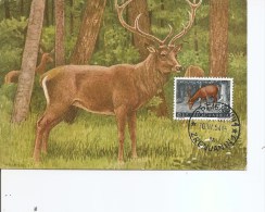 Delcampe - Gibier -Cerf ( CM De Yougoslavie De 1954 à Voir) - Wild