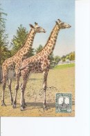 Girafes ( CM Du Soudan De 1955 à Voir) - Jirafas
