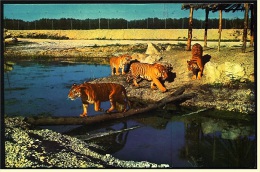 Tiger Ansichtskarte  -  Safari Park Costa Blanca  -  Vergel Alicante  -  Ca. 1985   (3809) - Tigers