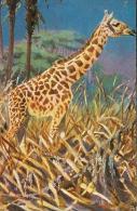 Giraffe Painting T.S.N. Serie 802 Dess. 6 Um 1900 - Giraffe